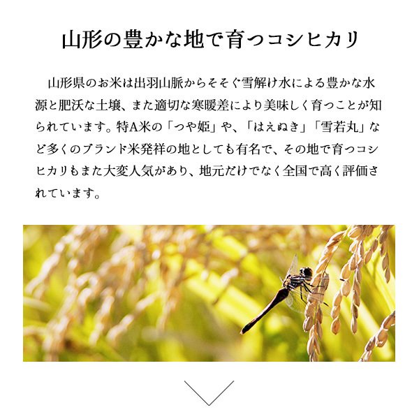10kg (5kg×2袋) 令和3年産 コシヒカリ 山形県産 白米