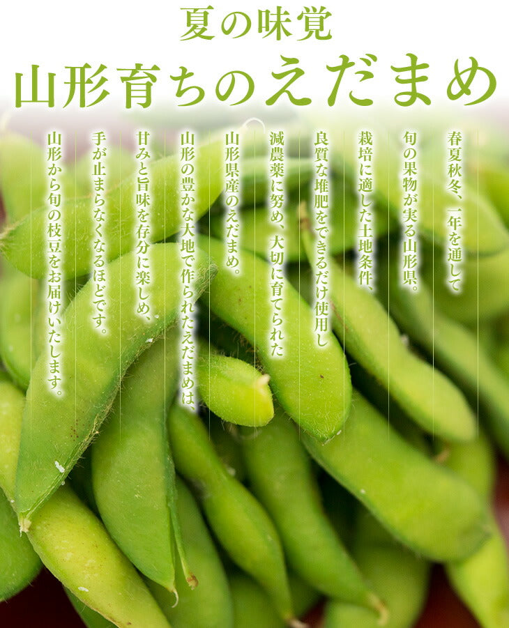 送料無料 枝豆 山形県庄内産だだちゃ豆約1kg※一部地域は別途送料追加