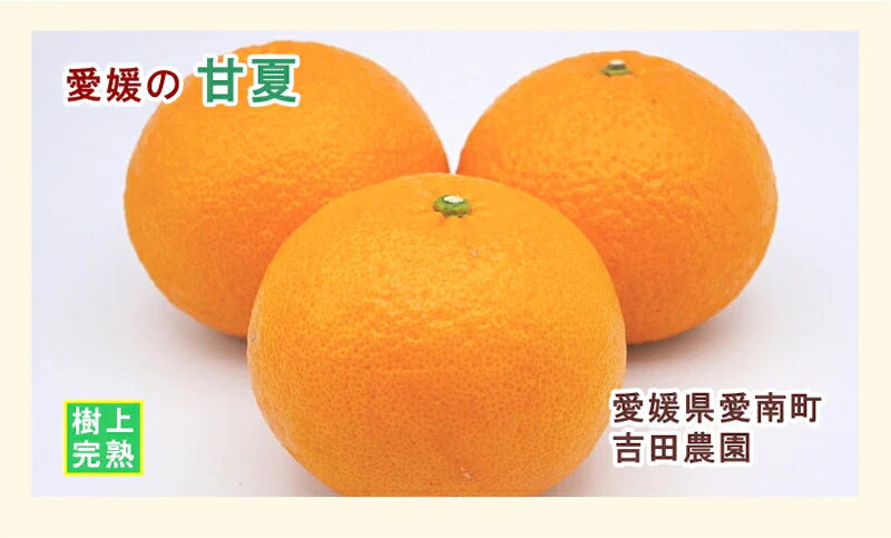 【フルーツ みかん 甘夏】愛媛県 愛南町 みかん果樹園 吉田農園樹上完熟栽培 吉田の甘夏 5kg 通常品採りたてを農園から産地直送送料無料【ミカン 果実 ギフト 贈答品】