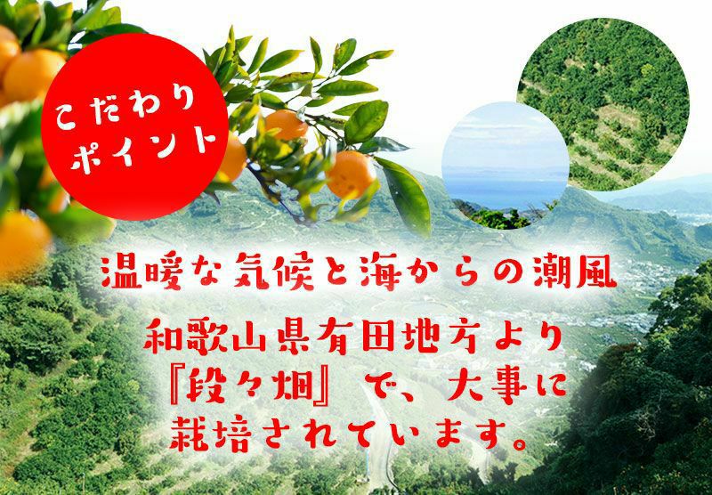 訳あり春かんきつお楽しみ箱5kg(3～4種類の春かんきつ詰め合せ)【家計お助けSALE】