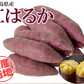 紅はるか さつまいも 5kg 送料無料 産地直送 産直 土付き さつま芋 薩摩芋 焼きいも 焼き芋 石焼き芋 芋 いも イモ 鹿児島県産 ngs-003
