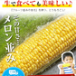 スイートコーン とうもろこし ゴールドラッシュ サニーショコラ 味来 恵味 約1.8kg～約2.4kg 7本入り (3L~L サイズ) 朝採り お取り寄せ お取り寄せグルメ日本最速級《7月中旬〜8月上旬頃より発送予定》