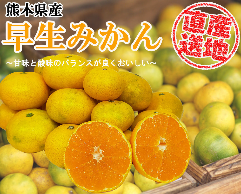 みかん 早生みかん 4kg ミカン 蜜柑 サイズミックス 果物 甘い 箱買い 産地直送 熊本みかん 熊本県産 ngs-007