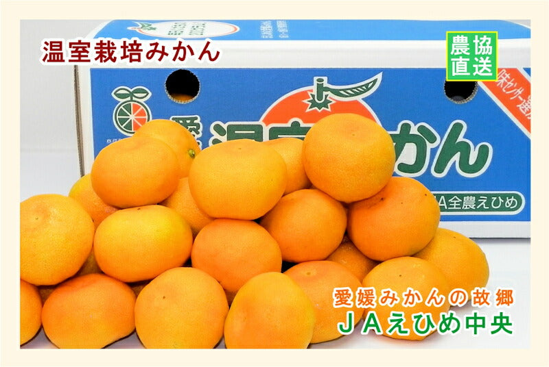 【みかん 温室栽培 愛媛県 送料無料】愛媛県の農協 JAえひめ中央 温室栽培 ハウスみかん 5kg農協産地直送便でお届け【ギフト 贈り物 プレゼント】
