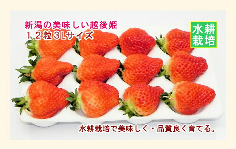 【フルーツ いちご 越後姫】新潟県 新潟市 竹内農園水耕栽培苺 越後姫 12粒 3L 1パック採りたてを農園から産地直送送料無料【苺 イチゴ 果実 ギフト 贈答品】