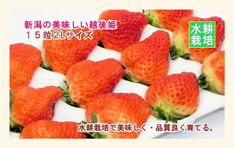 【フルーツ いちご 越後姫】新潟県 新潟市 竹内農園水耕栽培苺 越後姫 15粒 2L 1パック採りたてを農園から産地直送 送料無料【苺 イチゴ 果実 ギフト 贈答品】