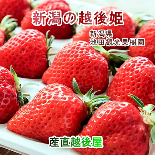 【フルーツ いちご 越後姫】新潟県 新潟市 池田観光果樹園ハウス栽培苺 越後姫 12粒 2パック採りたてを農園から産地直送送料無料【苺 イチゴ 果実 ギフト 贈答品】