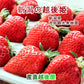 【フルーツ いちご 越後姫】新潟県 新潟市 池田観光果樹園ハウス栽培苺 越後姫 15粒 2パック採りたてを農園から産地直送送料無料【苺 イチゴ 果実 ギフト 贈答品】