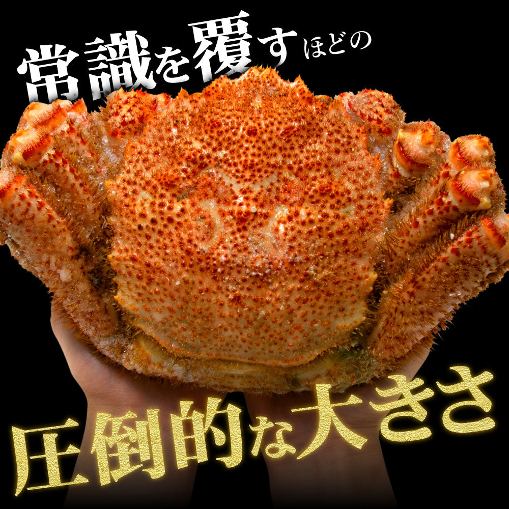 グルメ大賞受賞！特大横綱毛蟹1㎏！