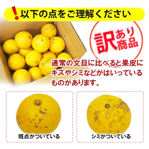 【訳あり】土佐文旦10kg