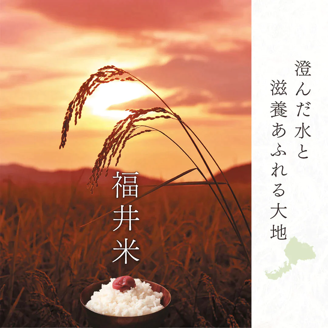 無洗米 米 福井県産 こしひかり 5kg 令和5年産 新米 お米 白米 おくさま印 国産 食品 ギフト 引っ越し 挨拶 出産 内祝い 母の日 父の日 お中元 お歳暮 結婚 快気 還暦 香典返し 寒中 暑中見舞い お年賀 送料無料