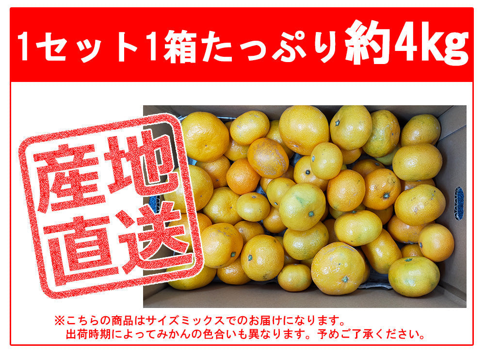 みかん 早生みかん 4kg ミカン 蜜柑 サイズミックス 果物 甘い 箱買い 産地直送 熊本みかん 熊本県産 ngs-007