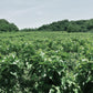 有機桑の葉を使ったマルベリーティー(桑茶・粉末）茶缶タイプ 70g