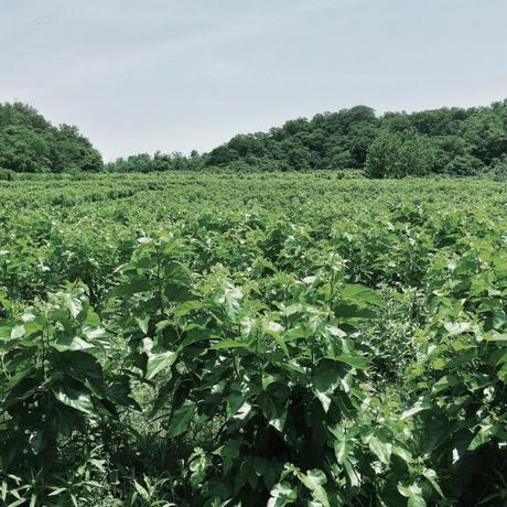有機桑の葉を使った　マルベリーティー(桑茶・粉末）茶缶タイプ　70g