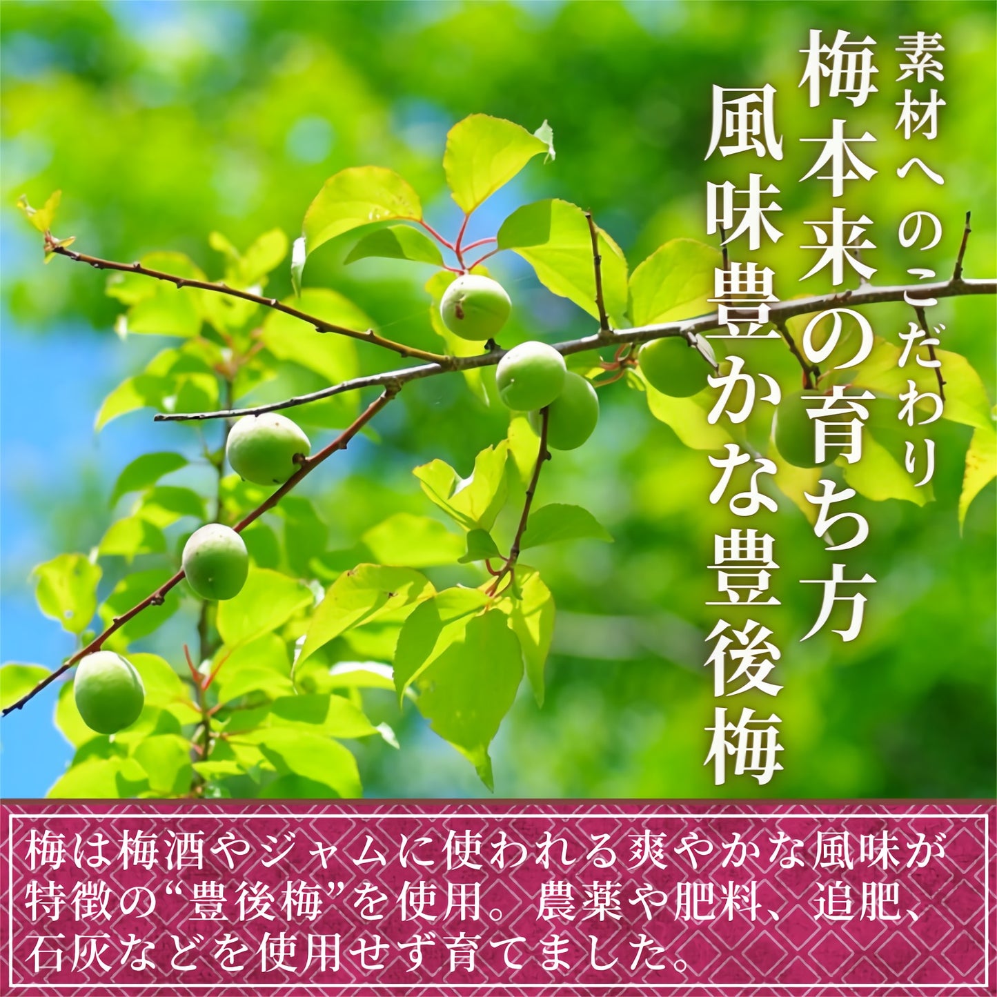 【送料無料】白梅酢 無添加 100ml×3本 無農薬 無着色 無農薬 青森県産 産地直送 調味料 健康 国産 夏バテ対策