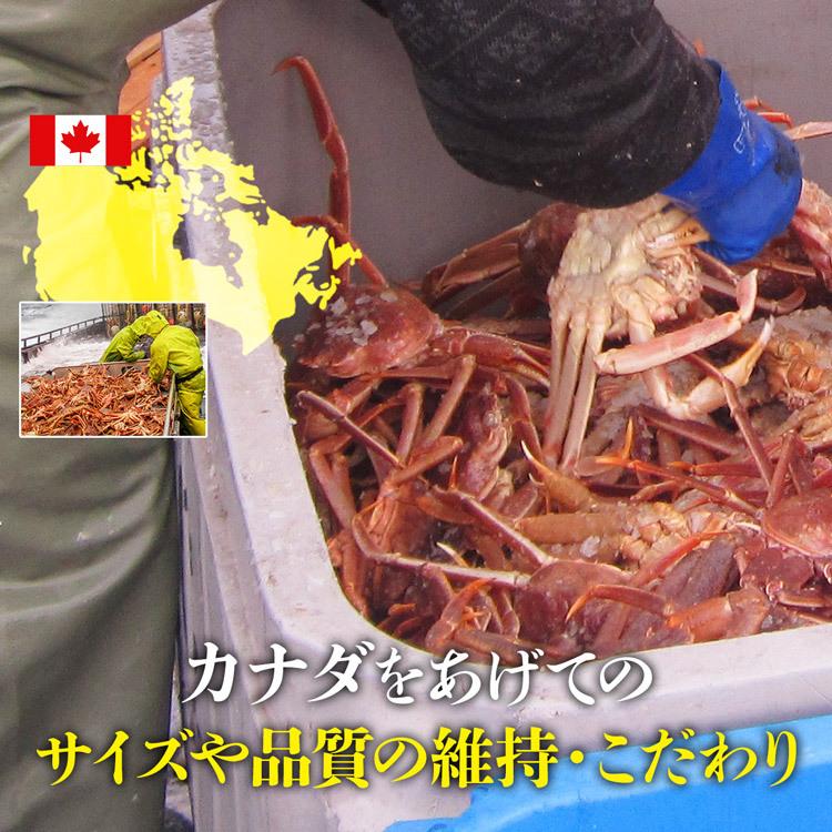 かに 蟹 姿ずわいがに 3kg セット (5?6尾) 送料無料 冷凍便 かにみそ ズワイガニ カニ