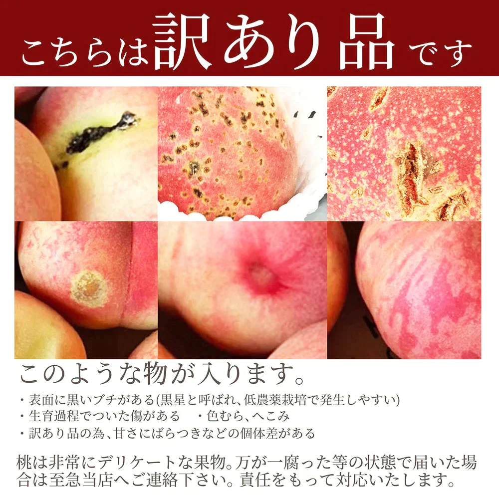 【8月上旬発送】 訳あり 山形 白桃 ２ｋｇ（６～１０玉前後）クール便 ！ちょっと訳あり桃 固い桃 柔らかい桃 を時期に応じてお届け 硬い桃 【品種指定不可】桃 送料無料 果物 フルーツ【エコ得SALE】