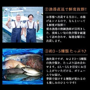 【送料無料】神戸垂水漁港より天然鮮魚を直送!!鮮魚詰め合わせセット 約4～5人前【土曜日発送】【産地直送のため他商品と同梱不可】北海道・沖縄・離島は配送不可