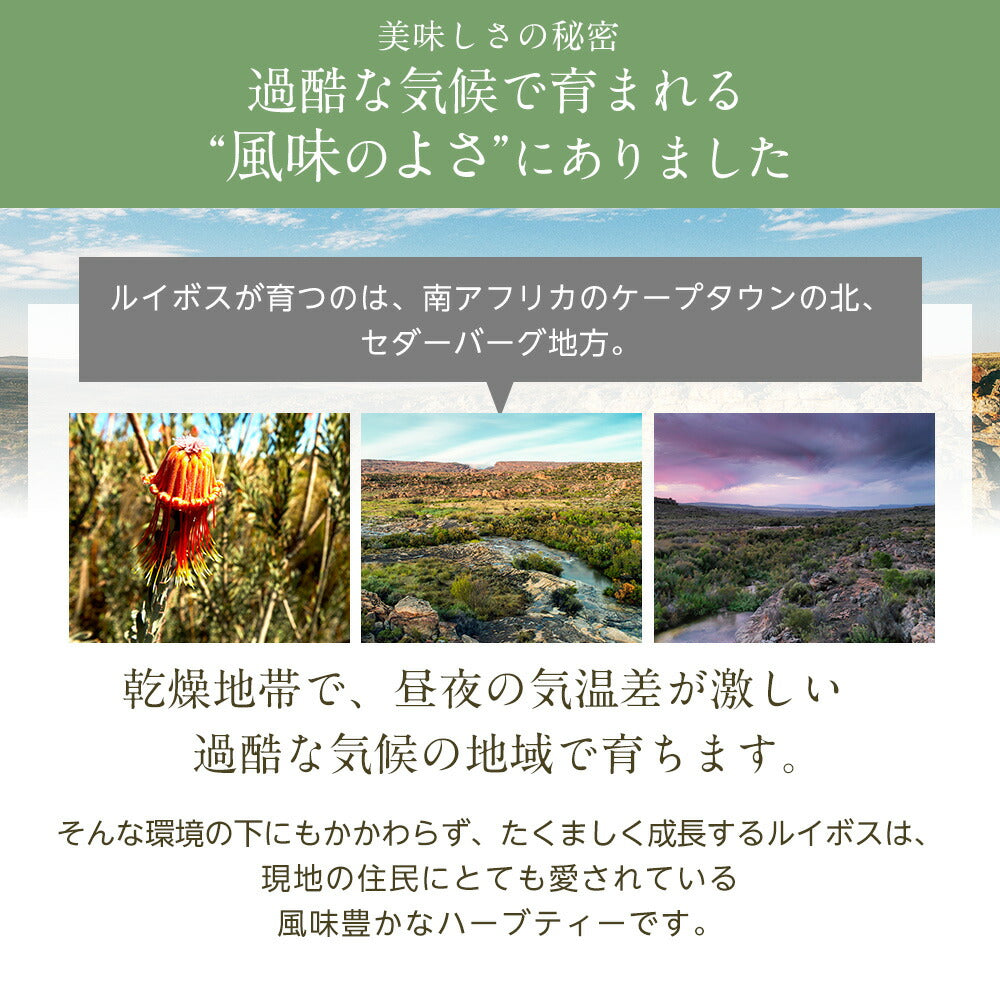 フレーバード ルイボスティー お試しセット 【送料無料】 【 お試しセット フレーバード ブレンド茶 お茶 アイスでも美味しい プチギフト 】ルイボス ルイボスティー