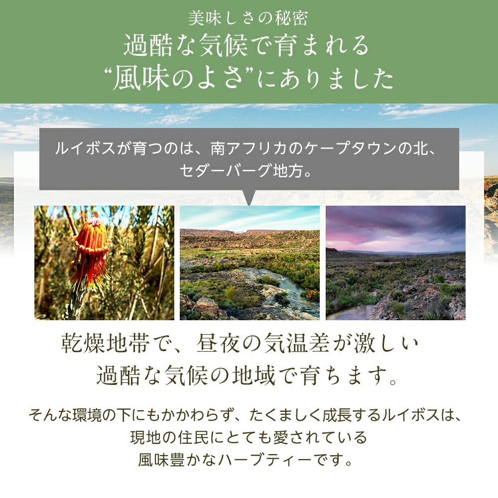【※選択肢商品】フレーバードルイボスティー　10包  【送料無料】 ルイボス茶 ルイボスティー オーガニック 選べる ハーブティー ランキング ギフト 洋梨 ラフランス 桜 木苺 ラズベリー 白桃 ピーチ