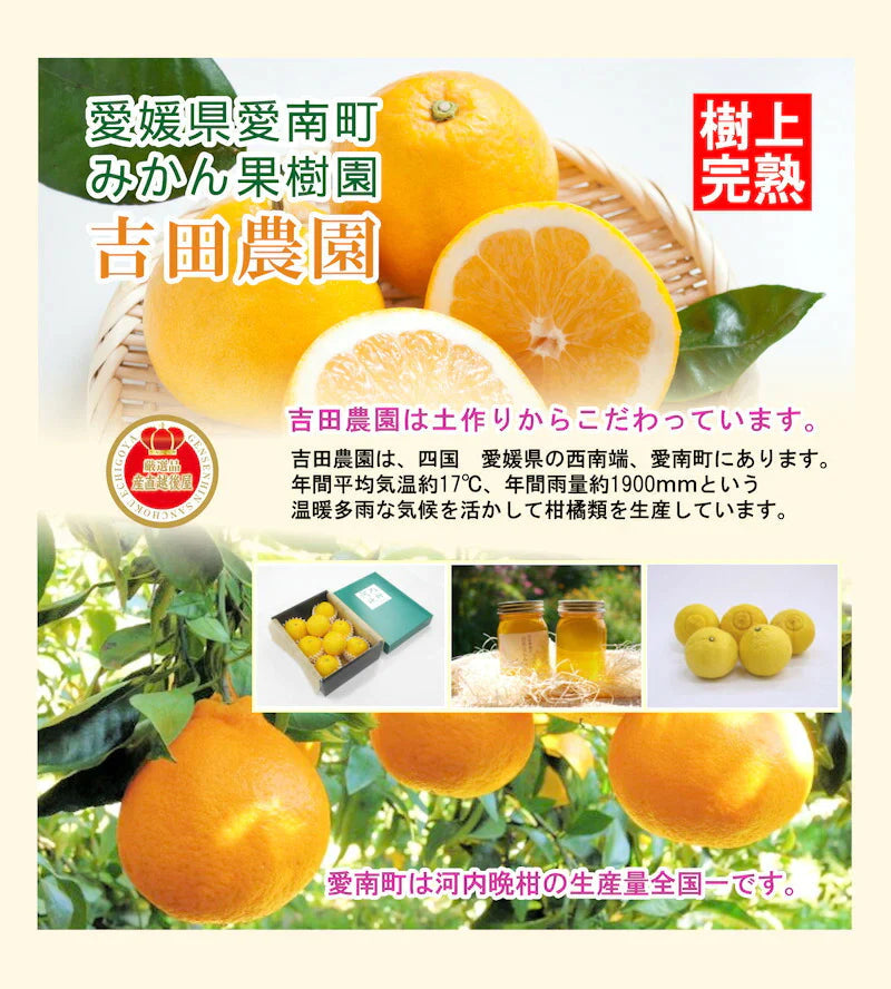 【フルーツ みかん 河内晩柑】愛媛県 愛南町 みかん果樹園 吉田農園樹上完熟栽培 吉田の河内晩柑 大玉4kg採りたてを農園から産地直送送料無料【ミカン 果実 ギフト 贈答品】