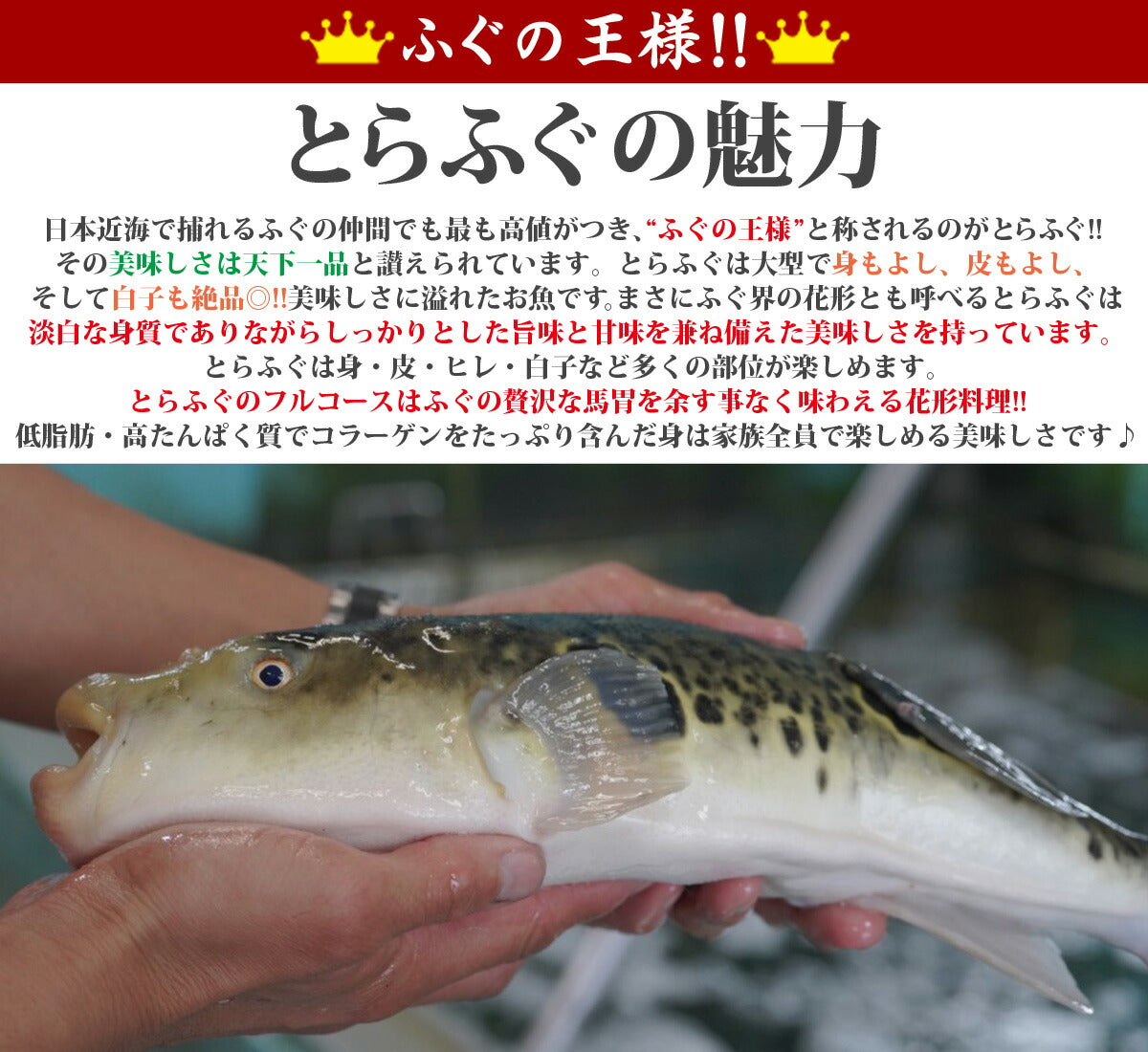 とらふぐ てっちり てっさ 唐揚げ 白子 ひれ 4～5人前セット