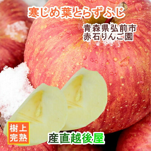 【フルーツ りんご 青森りんご 送料無料】青森県弘前市 赤石りんご園青森りんご 寒じめふじりんご 2.5kg（9玉～14玉）通常品 期間限定樹上完熟りんご【リンゴ 果物 贈答品 ギフト】