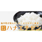 ハナエチゼン 白米 20kg(5kg×4) 福井県産