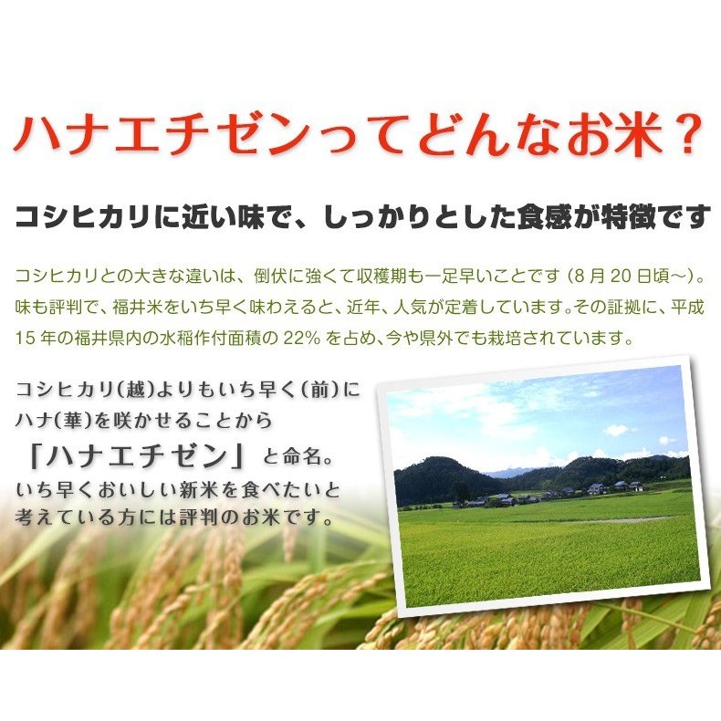 ハナエチゼン 白米 20kg(5kg×4) 福井県産