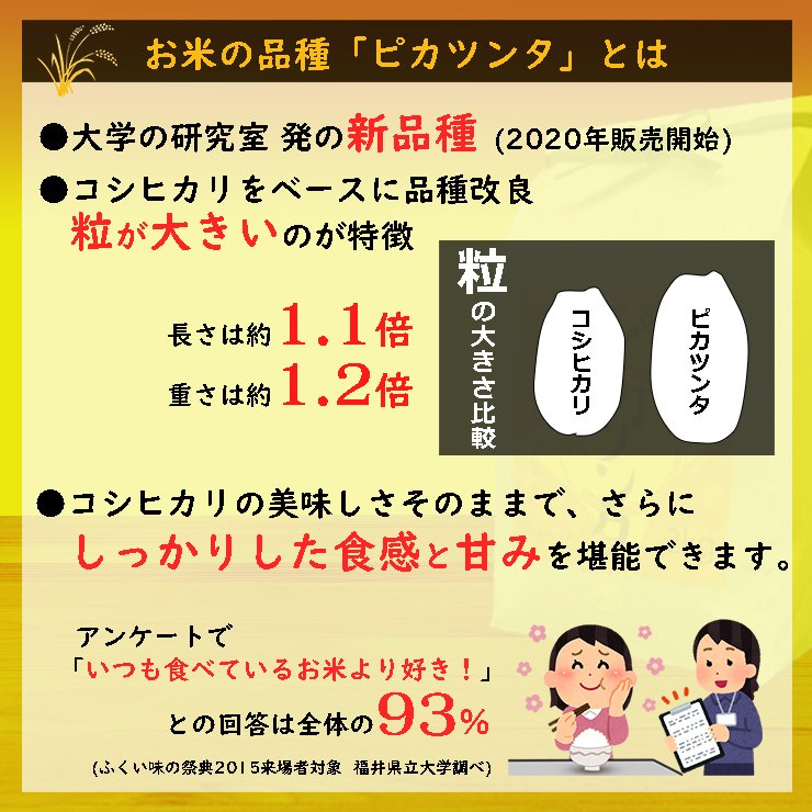 福井県産ピカツンタ 白米 10kg(5kg×2袋)