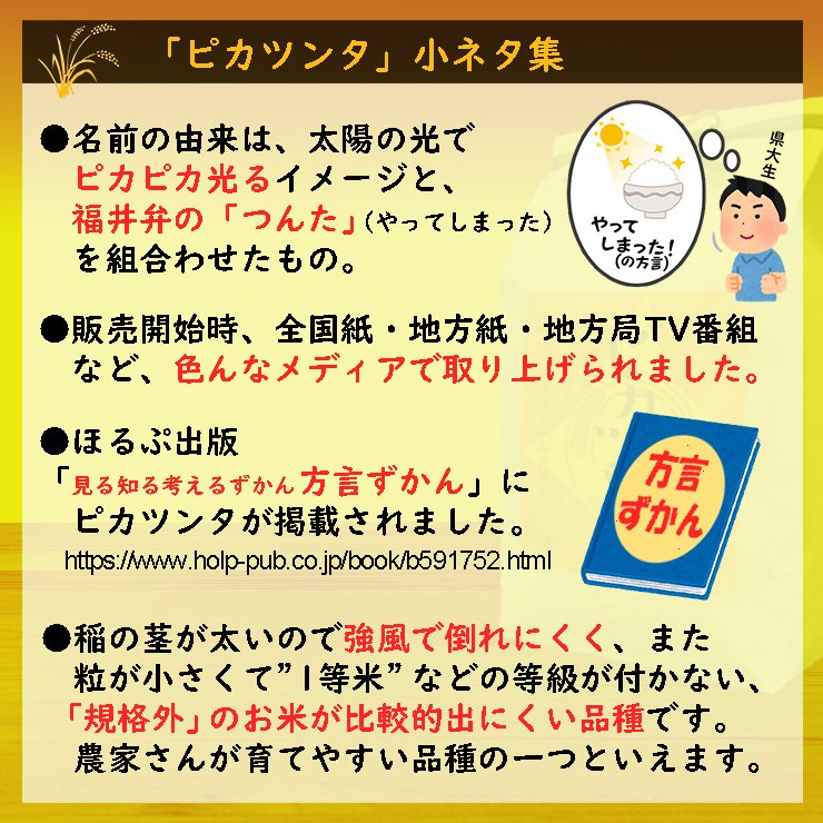 福井県産ピカツンタ 白米 10kg(5kg×2袋)