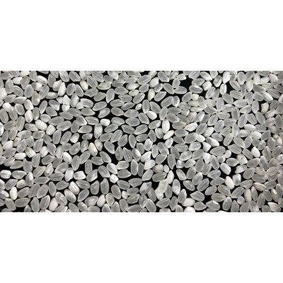 新米 福井米 白米 10kg 福井県産米100％ブレンド米