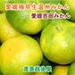 【フルーツ みかん 温州みかん】愛媛県宇和島市 吉田町吉田みかん農家 土山みずき極早生温州みかん お得な家庭用 7kgみかん農家から産地直送送料無料【果物 贈答品 ギフト】