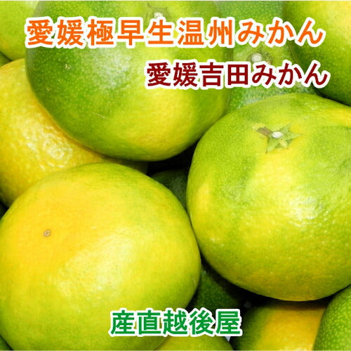 【フルーツ みかん 温州みかん】愛媛県宇和島市 吉田町吉田みかん農家 土山みずき極早生温州みかん 贈答用 3kgみかん農家から産地直送送料無料【果物 贈答品 ギフト】
