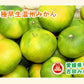 【フルーツ みかん 温州みかん】愛媛県宇和島市 吉田町吉田みかん農家 土山みずき極早生温州みかん お得な家庭用 7kgみかん農家から産地直送送料無料【果物 贈答品 ギフト】
