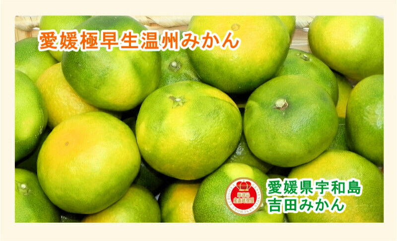【フルーツ みかん 温州みかん】愛媛県宇和島市 吉田町吉田みかん農家 土山みずき極早生温州みかん お得な家庭用 5kgみかん農家から産地直送送料無料【果物 贈答品 ギフト】