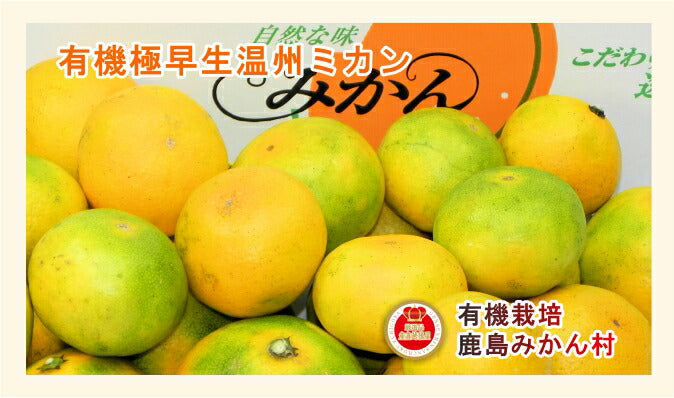 【フルーツ みかん 有機栽培みかん】佐賀県 鹿島市 有機みかん佐藤農場有機転換栽培 極早生温州みかん 3kg採りたてを農園から産地直送 送料無料【ミカン 果実 ギフト 無農薬栽培】