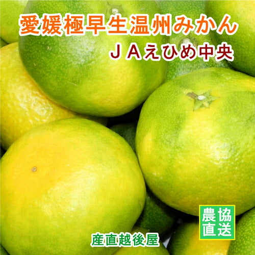 【みかん 温州みかん 愛媛県 送料無料】愛媛県の農協 JAえひめ中央 極早生 温州みかん 10kg農協産地直送便でお届け【ギフト 贈り物 プレゼント】