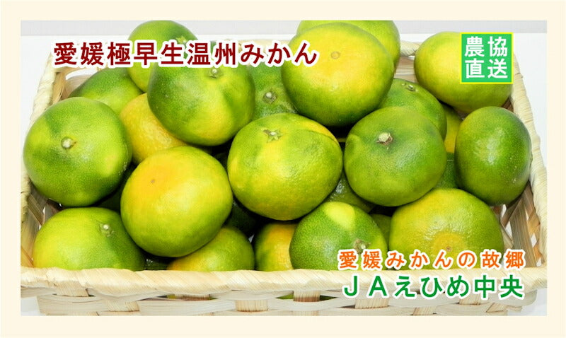 【みかん 温州みかん 愛媛県 送料無料】愛媛県の農協 JAえひめ中央 極早生 温州みかん 10kg農協産地直送便でお届け【ギフト 贈り物 プレゼント】