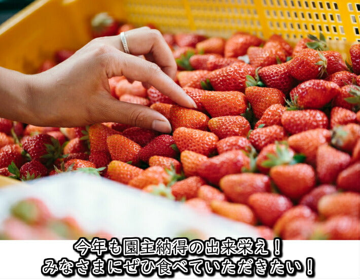 食べ比べ こだわりじっくり育てたイチゴセット