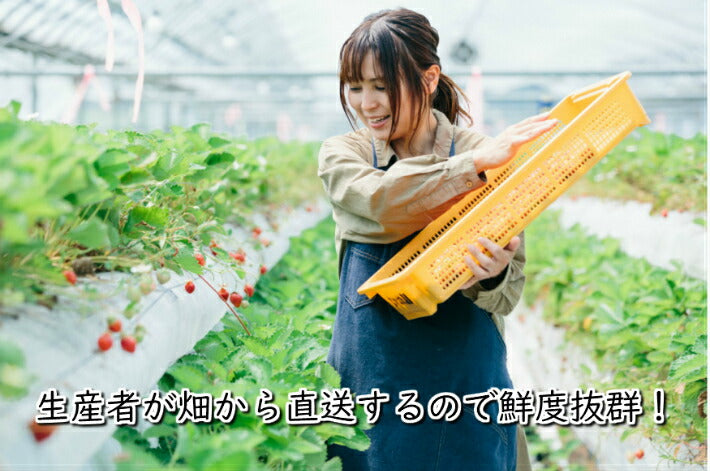 食べ比べ こだわりじっくり育てたイチゴセット