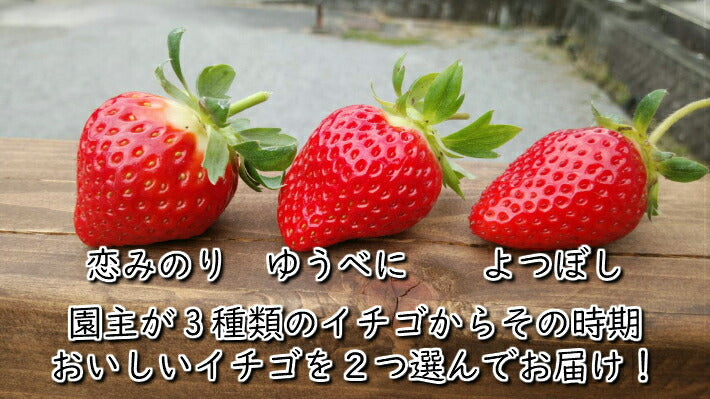 食べ比べ こだわりじっくり育てたイチゴセット