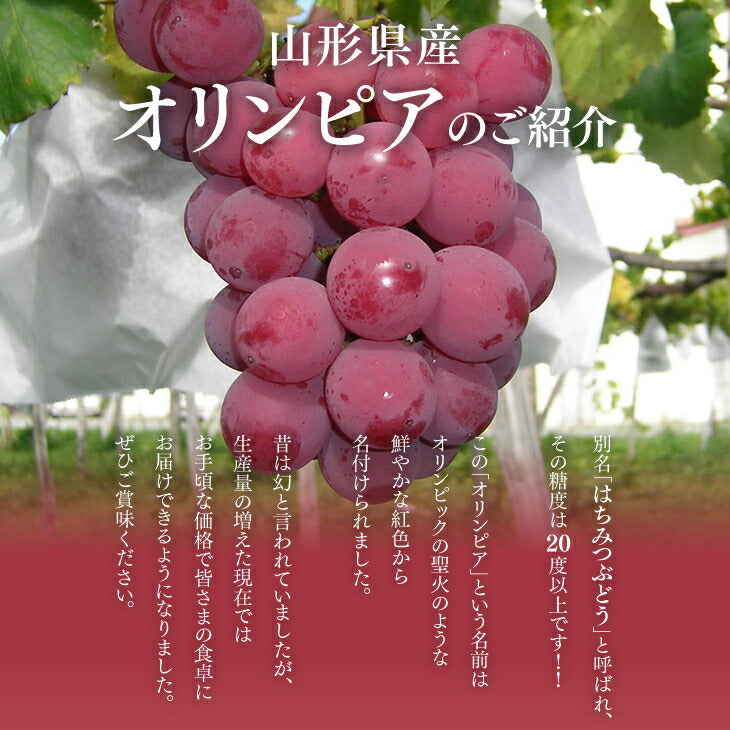 贈答用 山形県産オリンピア約1kg・3〜4房 送料無料※九州・沖縄・一部離島は別途送料 gr04