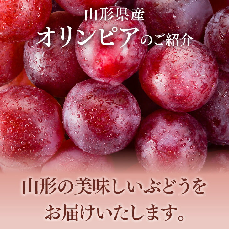 贈答用 山形県産オリンピア約1kg・3〜4房 送料無料※九州・沖縄・一部離島は別途送料 gr04