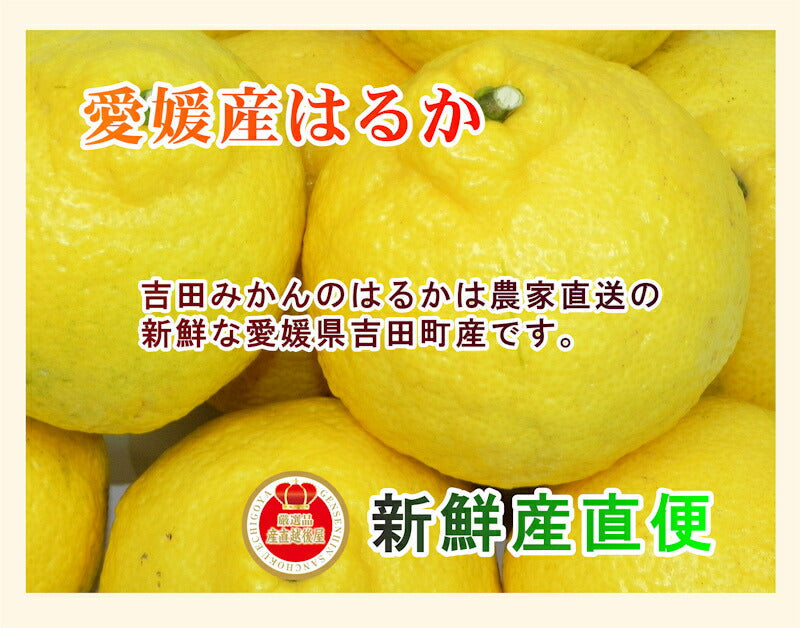 【フルーツ みかん はるか】愛媛県宇和島市 吉田町吉田みかん農家 土山みずきはるか 贈答用5kgみかん農家から産地直送送料無料【果物 贈答品 ギフト】
