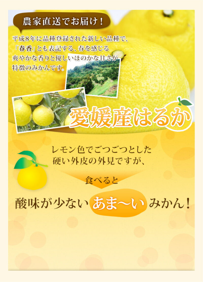 【フルーツ みかん はるか】愛媛県宇和島市 吉田町吉田みかん農家 土山みずきはるか 贈答用10kgみかん農家から産地直送送料無料【果物 贈答品 ギフト】