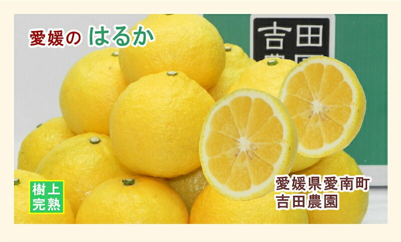 【フルーツ みかん はるか】愛媛県 愛南町 みかん果樹園 吉田農園樹上完熟栽培 吉田のはるか 5kg通常品採りたてを農園から産地直送送料無料【ミカン 果実 ギフト 贈答品】