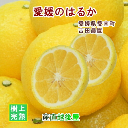 【フルーツ みかん はるか】愛媛県 愛南町 みかん果樹園 吉田農園樹上完熟栽培 吉田のはるか 5kgＢ級品採りたてを農園から産地直送送料無料【ミカン 果実 ギフト 贈答品】