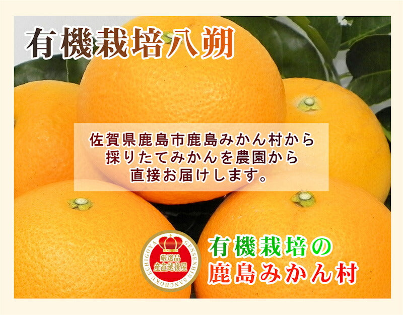 【フルーツ みかん 有機栽培 はっさく】佐賀県 鹿島市 有機みかん佐藤農場有機栽培転換栽培 はっさく 10kg採りたてを農園から産地直送送料無料【ミカン 果実 ギフト 無農薬栽培】