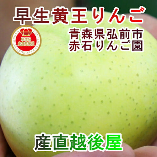 【フルーツ りんご 青森りんご 黄王】青森県弘前市 赤石りんご園青森りんご 早生黄王 2.5kg（6玉～10玉）通常品送料無料 クール便【リンゴ 果物 贈答品 ギフト】